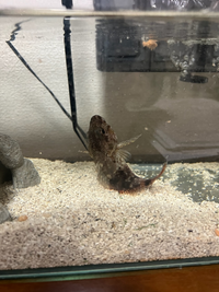 海水魚の飼育について質問です お家で海水魚 カサゴ を飼っています Yahoo 知恵袋