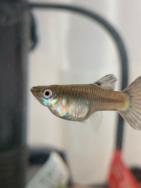 キンペコ 産卵経験ありペア