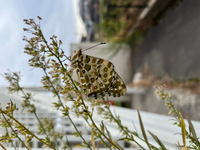 この蝶々の名前を教えて欲しいです ツマグロヒョウモンです 生息地が Yahoo 知恵袋