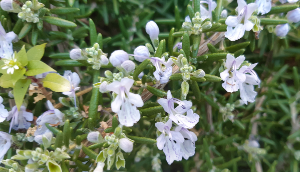 花言葉でなんか強烈なのありませんか あと 桑の実の花言葉が 生かしておけない Yahoo 知恵袋