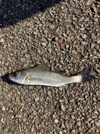 ハゼ釣りにきました この魚の名前を教えてください 子供が食べたいと言っています Yahoo 知恵袋