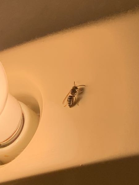 虫の種類がわかる人 この画像の虫はなんですか？ 洗面台にたくさんいて、洗濯用の粉洗剤の側で死んでいることが多いです。