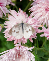 この蝶々の名前を教えて下さい 宜しくお願いします モンシロチョウです 普 Yahoo 知恵袋