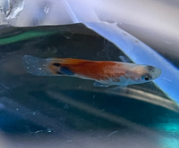 ミッキーマウスプラティですが 昨日の夜まではすごく元気だったんですが 今朝から Yahoo 知恵袋