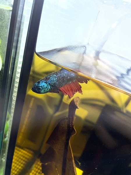 ベタの病気について 飼っているベタの一部の鱗の表面が黒くなり瘡蓋のようになっています、またヒレのところどころに白いぶつぶつもあります(白点病とは違う感じ、体にはなくヒレだけにある)。調べても分からないので、画像だけになりますがなんの病気が考えられるのか、対処法などを教えて頂きたく。 この状態になる前にヒレが短くなってしまったので尾ぐされ病と思いグリーンF顆粒を試しましたが、治らず。塩浴等もしましたが特に状態に変化がなかったです。今はマジックリーフを入れて様子見をしています。 今は餌(1日6粒ぐらい)も食べますし元気に泳いではいます。 写真は見づらいからと思いますがのせています。松カサ病みたいな鱗ではないです。