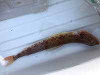 今日釣れた魚です ボート屋さんがエソと言ってました 何エソですか ま Yahoo 知恵袋