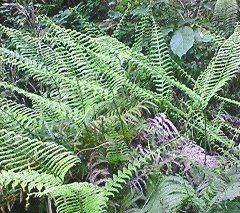 ウラジロの移植 - 雑木林の荒地でウラジロの群生に出遭いました。周囲