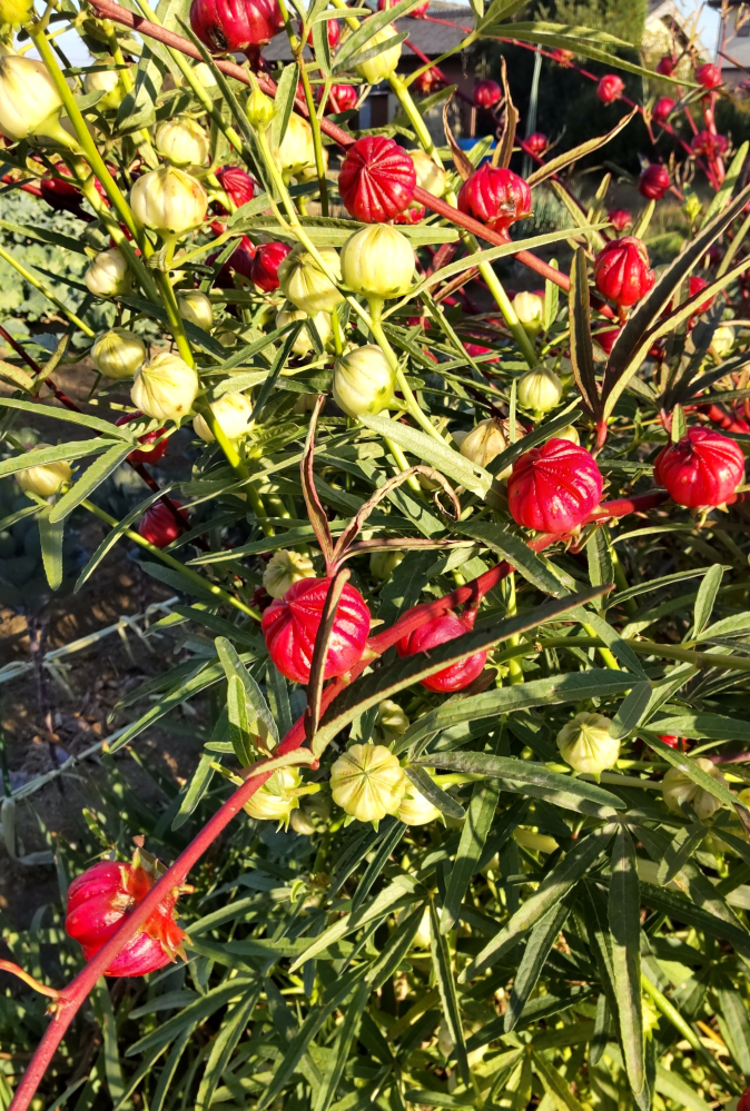 この植物の名前を教えてください畑で育てているのを見かけました実なのか Yahoo 知恵袋