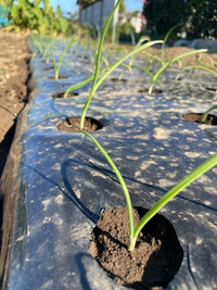 玉ねぎの苗を植えたのですが写真をみていただきたいです これは深植えに Yahoo 知恵袋