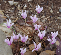 この花の名前を教えて下さい 宜しくお願い致します 撮影日10月27日 Yahoo 知恵袋