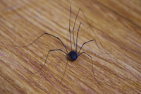 写真のザトウムシ の種類は何ですか 今まで家で見かけていたザトウムシ Yahoo 知恵袋