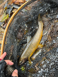 この魚は イワナでしょうか オショロコマでしょうか 北海道で釣れまし Yahoo 知恵袋