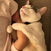 人懐っこいネコ 人懐っこい猫の特徴って何かあるのでしょうか 猫の種類 Yahoo 知恵袋