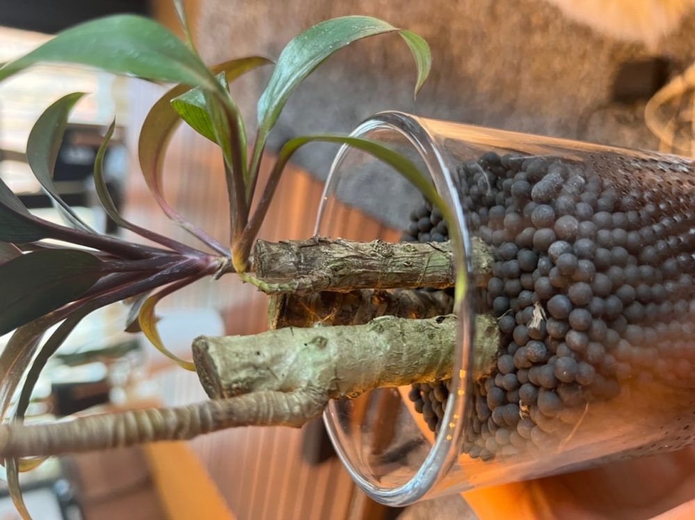 コルジリネを購入したのですが ドラセナと勘違いしてあまり水をあげず乾燥気味に育 Yahoo 知恵袋