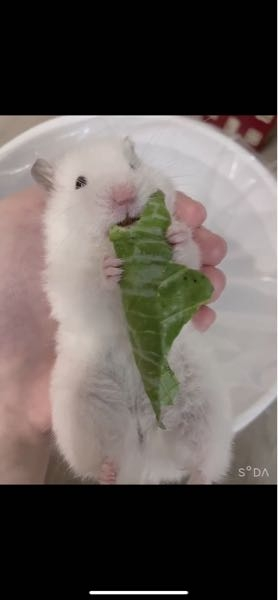 現在1歳半くらいのメスのゴールデンハムスター 長毛 を飼ってます元々 Yahoo 知恵袋