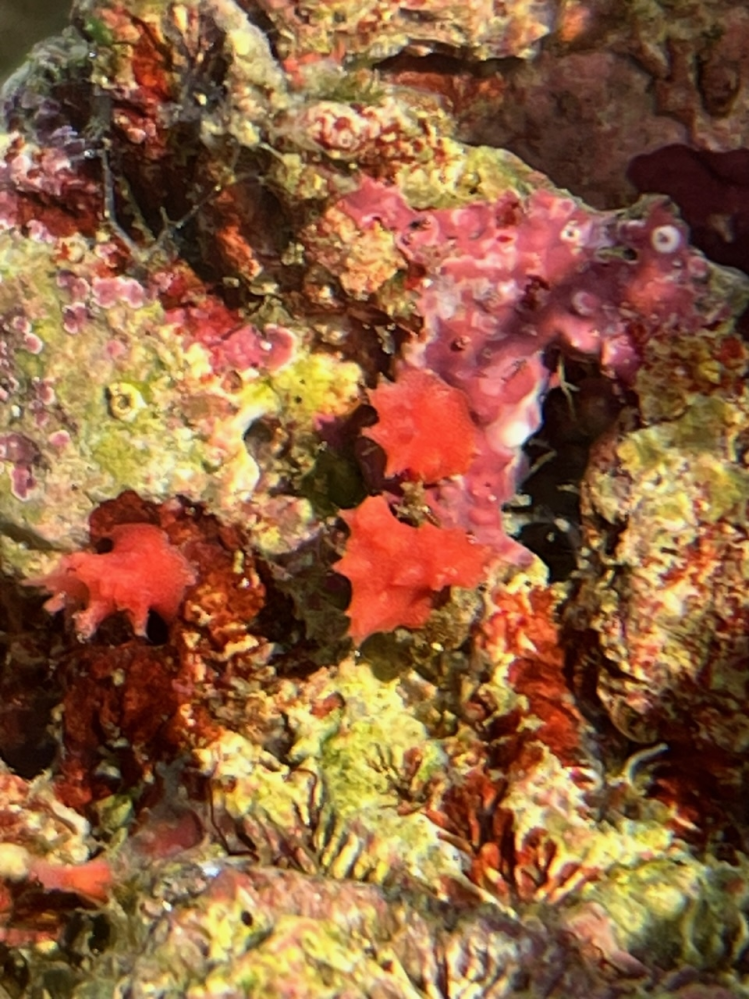 海水水槽のライブロックに謎の赤い生き物が生えて来たんですけど、これ