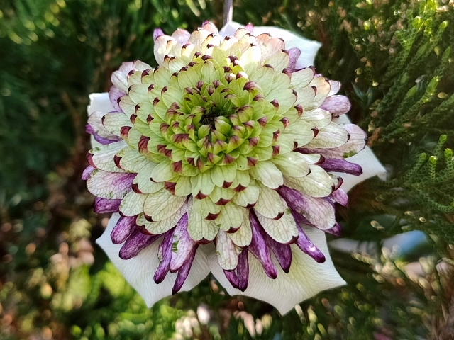 この花の名前は 大きさは７cmほどです クレマチス ビエネッタだと思いま Yahoo 知恵袋