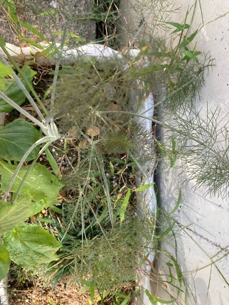 この植物なんですか 葉が セリ科っぽいけど ウイキョウ Yahoo 知恵袋