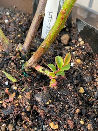 今朝水やりの時に 鉢植え 1 5メートルのレイニーブルーの株元に小さ Yahoo 知恵袋