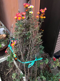 菊の花が咲き終わったら 捨てるしかないですか そのまま冬越し出来ますか Yahoo 知恵袋