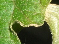 ミニトマトの葉や茎に茶色の粉がつきます 前にも質問してハダニなど調べたけどビン Yahoo 知恵袋