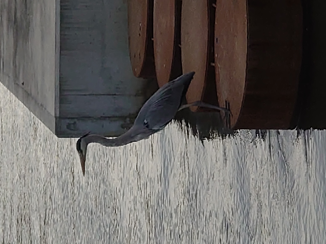 鳥ってなに考えているのですか 体のサイズの割に妙に頭がいいですし 鳥同士でなに Yahoo 知恵袋