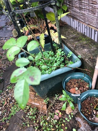 バラの挿木 2年前に挿木して鉢上げまではしたものの 上手く育てられず かと言っ Yahoo 知恵袋