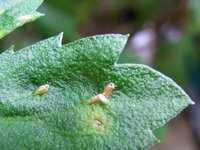 菊の葉に白いものが 菊の葉に白いものが菊の葉に白いものが刺さった Yahoo 知恵袋