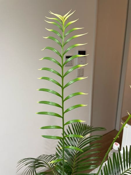 ソテツの新芽が10月ごろからでてきて、ある程度成長しましたが、最近