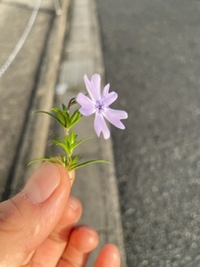 ハヤト瓜 の花が咲きません 大きく繁茂していますが一向に実が生る気配がありま Yahoo 知恵袋