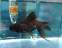 水槽で飼ってる金魚が激しく敷き詰めた石をつつくのはどうしてでしょう 餌が足り Yahoo 知恵袋