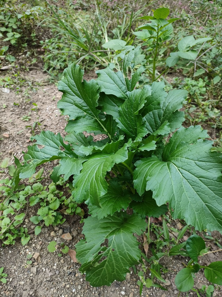 自然交雑したアブラナ科の奇妙な野菜に毒性のリスクはありませんか？... - 教えて！しごとの先生｜Yahoo!しごとカタログ