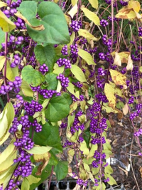 この花はなんでしょうか コムラサキに見えます コムラサキ 小紫 とムラ Yahoo 知恵袋