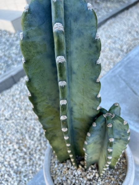 我が家の柱サボテンがなんだか色が悪くて白っぽくなってしまったのです