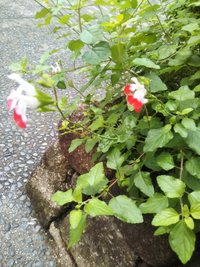 この花 葉っぱ 植物の名前を教えて下さい12月の上旬に東京都の建物の Yahoo 知恵袋