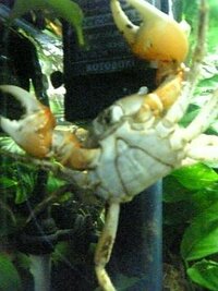 この蟹の種類が解る方おりますでしょうか 埼玉県草加市の河川敷にて捕獲しました Yahoo 知恵袋