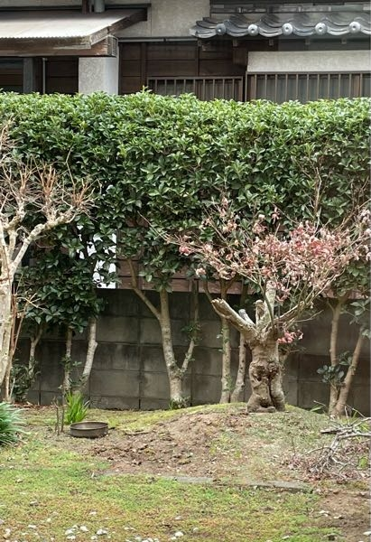 写真のように、お隣さんとの境界線に植物を植えています。(親が昔植え 