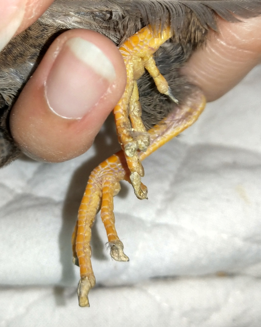 ヒメウズラが歩きにくそうにしていて 爪が伸びているというか 形がおかしいです Yahoo 知恵袋