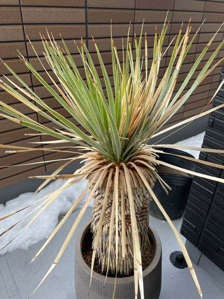 ユッカ　ロストラータ　黄 ユッカ ロストラータ 黄2 apuページ ユッカ ロストラータ 黄2 apu様