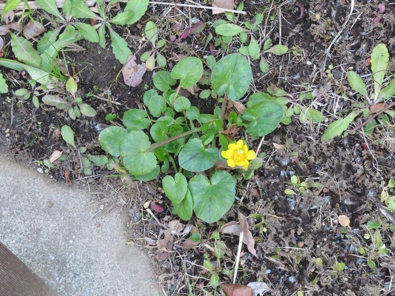 タンポポの花言葉は 別れ 愛の神託 神託 真心の愛 別 Yahoo 知恵袋