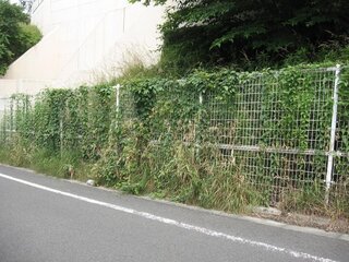 フェンスに草 つるが沢山からまっています 下の草は刈払機で刈り取りま Yahoo 知恵袋