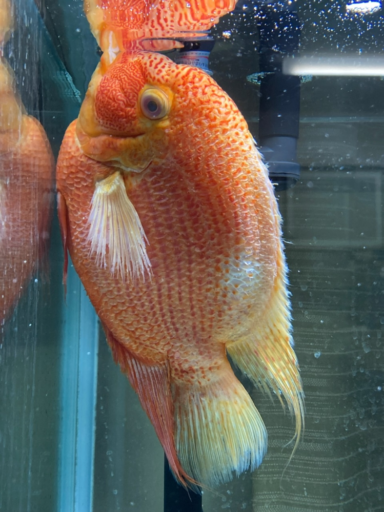取りに来れる方、半額にします！ 水槽、熱帯魚一式 レッド