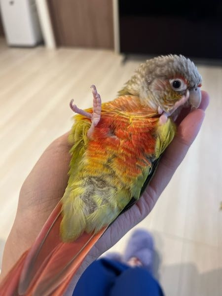 ウロコインコちゃんは何故この様なポーズをするのですか？遺伝子