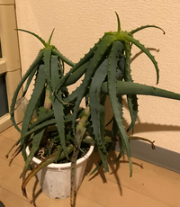 昨夜の気温がマイナスをいっており ベランダのアロエが画像のようになっておりまし Yahoo 知恵袋