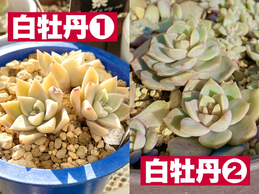 メルカリショップって挨拶しなくても大丈夫らしいですが、皆さんはどう