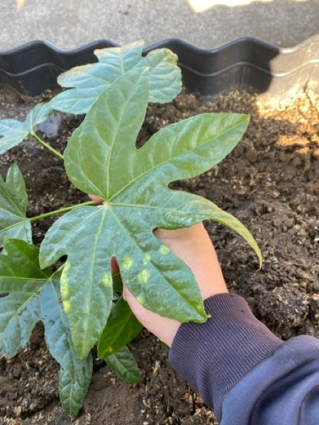 この植物の名称はなんでしょう。家の裏に気がついたら生えてました