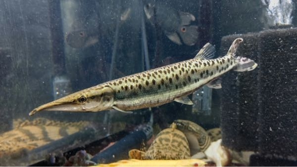 熱帯魚 マーブルハイドロシナスガー、ゴールデンパイクカラシン