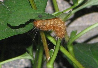 庭に毛虫が大量発生しています 食べている植物はどくだみを食べています もしお分 Yahoo 知恵袋