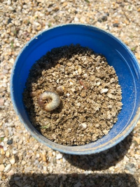 公園の砂場で見つけたのですが、何の幼虫ですか？

子供と育ててみたいのですが、公園の土で育てることは可能でしょうか？
専用の土が必要ですか？

無知ですみません。
わかる方教えていただきたいです。 