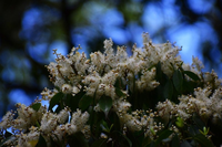 植物の木です。公園で知人が昨日（4/16）撮ったのですが名前が解りませ